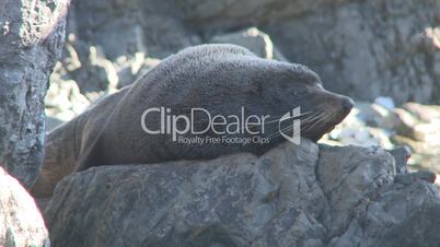 Seal pup