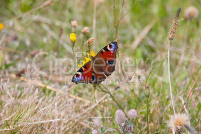 schmetterling