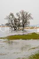 Hochwasser, flood