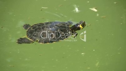 River turtle