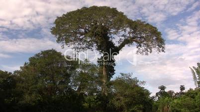 kapok tree (Ceiba pentandra)