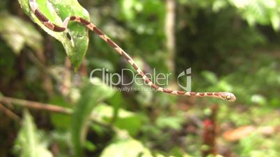 Common blunt-headed tree snake (Imantodes cenchoa) on a branch