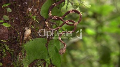Common blunt-headed tree snake (Imantodes cenchoa)