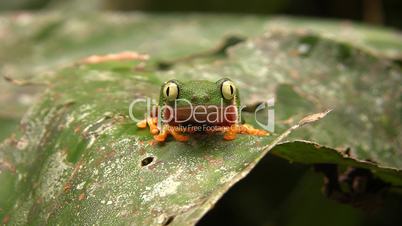 Leaf Frog (Hylomantis hulli)