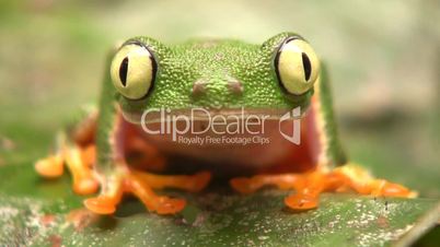 Leaf Frog (Hylomantis hulli)