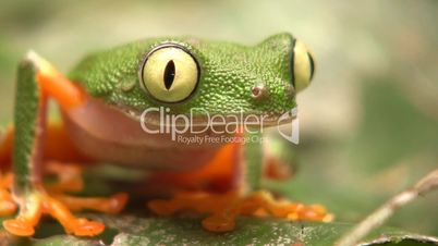 Leaf Frog (Hylomantis hulli)