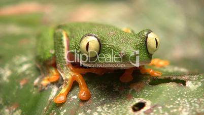 Leaf Frog (Hylomantis hulli)