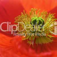 Mohn