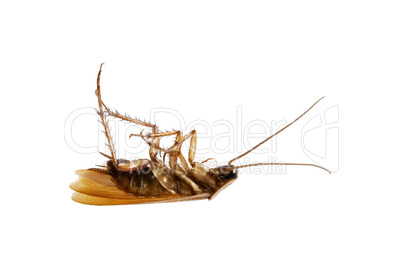 Dead Cockroach