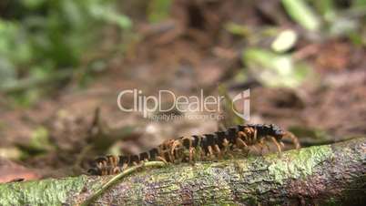 Giant flat-backed millipede (Polydesmidae)