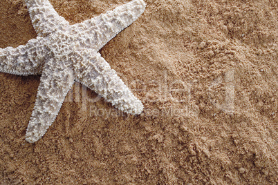 Sstarfish on sand