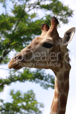 giraffe portrait