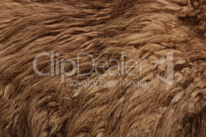 guanaco fur background