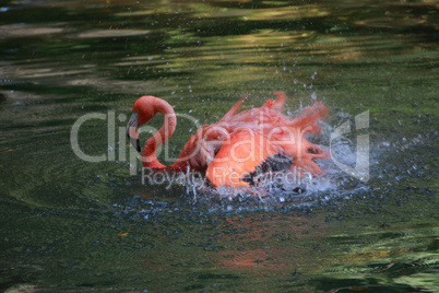 bathing flamingo