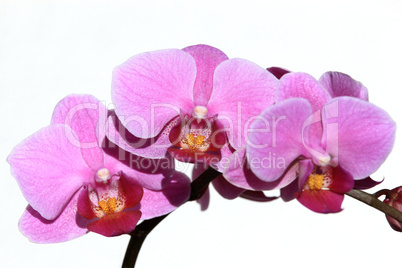 Violette Orchidee Phalaenopsis