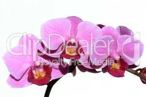 Violette Orchidee Phalaenopsis