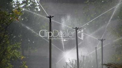 Automatic water sprinkler showering trees