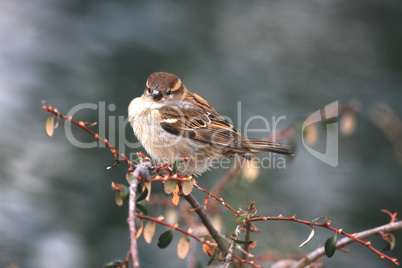 Sperling (passer domesticus)