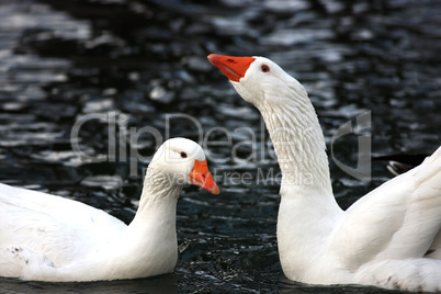 Weisse Gänse