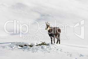 Gämse im Schnee in freier Wildbahn