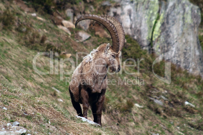 Alter Steinbock