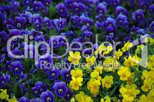 Violette und gelbe Veilchen
