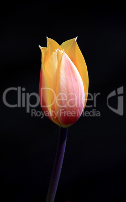 Tulpe vor dunklem Hintergrund