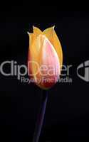 Tulpe vor dunklem Hintergrund