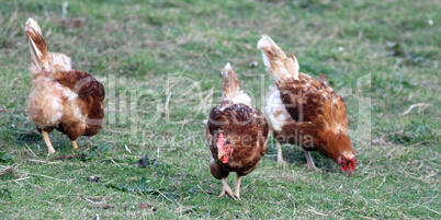Drei Hühner auf Futtersuche