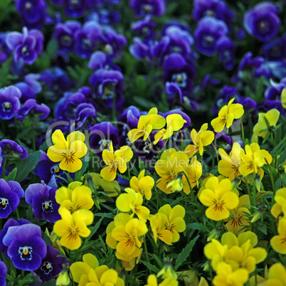 Violette und gelbe Veilchen