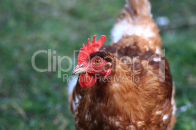 Nahansicht eines braunen Huhns