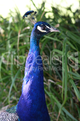 male peacock