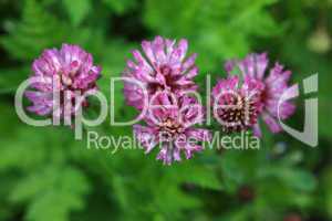 Rotklee - Trifolium Pratense