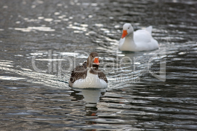 Schwimmende Gänse