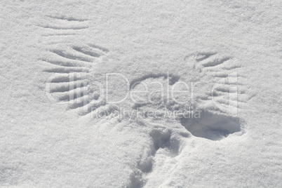 Flügelabdruck im Schnee