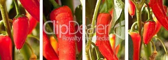 Frische junge, rote Paprika in einer Zusammenstellung aus fünf Bildern.