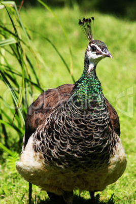female peacock