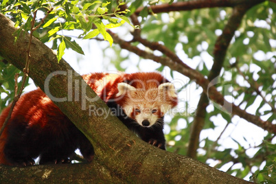 red panda