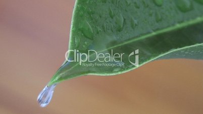 Green leaf - Rain drops