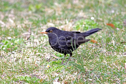 Amsel (Turdus Merula)