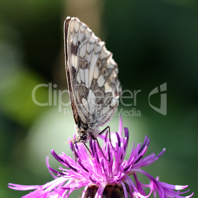 Schmetterling auf Blume