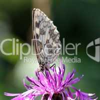 Schmetterling auf Blume