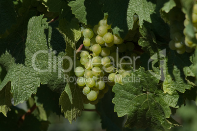 Weiße fränkische Weintrauben