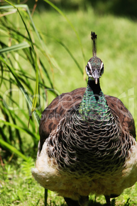 female peacock