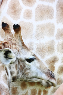 baby giraffe portrait