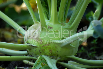 Kohlrabi