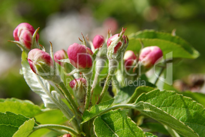 Malus domestica Gala Royal, Kulturapfel, Applebloom