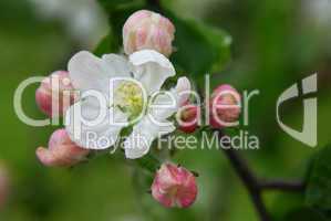 Malus domestica Jonared, Appletree, Kultruapfel