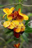 Cheiranthus cheiri, Goldlack, Wallflower