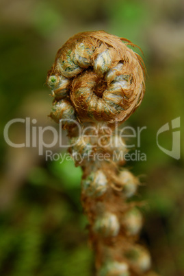 Borstiges Schildfarn, Polystichum setiferum, Plumosum Densum